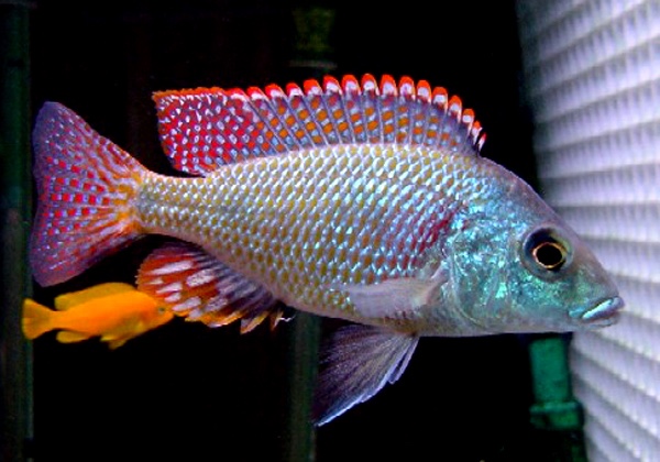 Otopharynx tetrastigma